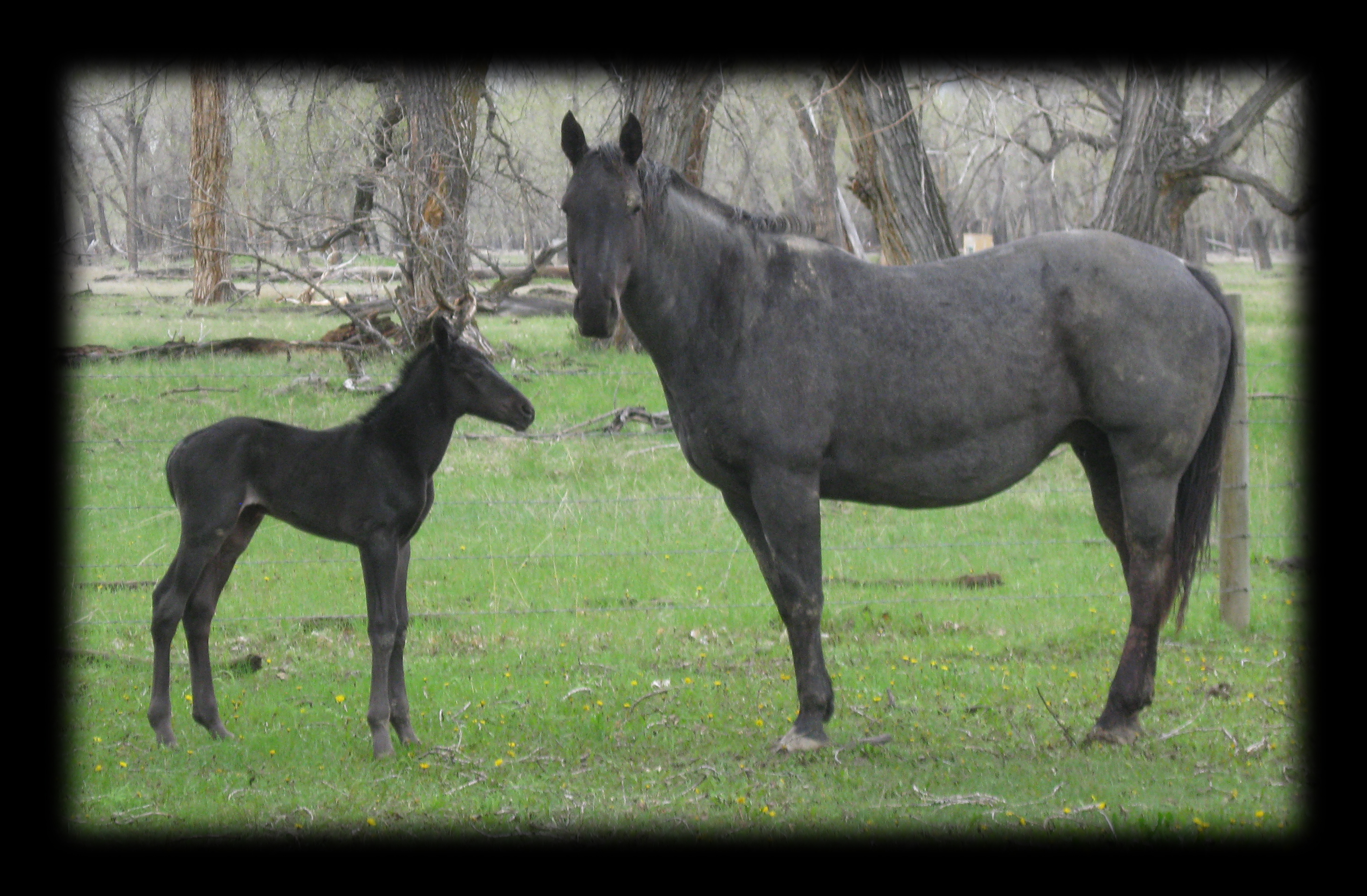Blue Roan Stallion, Blue Valentine, Mr Roan Hancock and Big Stretch. 